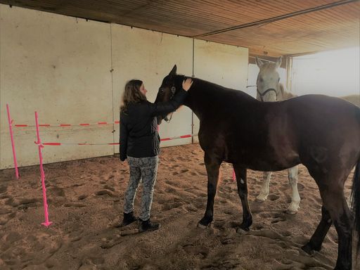 Coaching mit Pferden