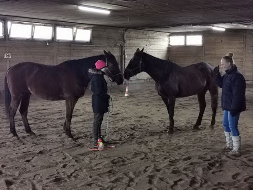 Coaching mit Pferden