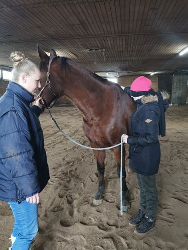 Coaching mit Pferden