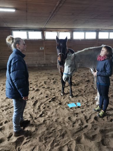 Coaching mit Pferden